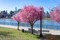 Beautiful Pink Flowering Crabapple Trees during Spring at Rainey Park along the East River in Astoria Queens New York Royalty Free Stock Photo