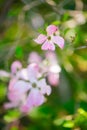 Beautiful pink flowering dogwood blossoms Royalty Free Stock Photo