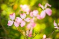 Beautiful pink flowering dogwood blossoms