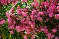 Beautiful pink flowering oleander Nerium Oleander in full bloom Royalty Free Stock Photo