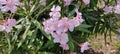 Beautiful pink flowering oleander Nerium Oleander in full bloom Royalty Free Stock Photo