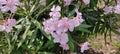 Beautiful pink flowering oleander Nerium Oleander in full bloom