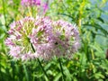 Beautiful pink flowering onions.