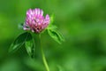 Beautiful pink flowering plant in a meadow Meadow Clover Trifolium pratense Royalty Free Stock Photo