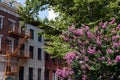 Beautiful Pink Flowering Tree in front of Colorful Old Brick Residential Buildings in Greenwich Village of New York City during Su Royalty Free Stock Photo