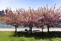 Beautiful Pink Flowering Trees and Benches during Spring at Rainey Park along the East River in Astoria Queens New York Royalty Free Stock Photo