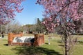 Pink Flowering Trees at Colonial Park Cemetery with Graves and Tombstones in the Historic District of Savannah Georgia Royalty Free Stock Photo