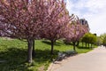 Beautiful Pink Flowering Trees during Spring at Rainey Park along the East River in Astoria Queens New York Royalty Free Stock Photo