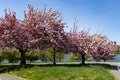 Beautiful Pink Flowering Trees during Spring at Rainey Park along the East River in Astoria Queens New York Royalty Free Stock Photo