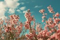 beautiful pink flowers against blue sky Royalty Free Stock Photo