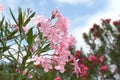 Beautiful pink flowers against blue sky Royalty Free Stock Photo