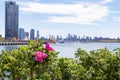 Beautiful Pink Flowers along the East River at Hunters Point South Park during Spring in Long Island City Queens