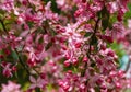 Beautiful pink flowers of Apple Malus `Makowieckiana`. Dark pink blossoms in spring garden. This tree is a hybrid Royalty Free Stock Photo