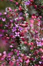 Beautiful pink flowers of the Australian native Sydney Boronia ledifolia, family Rutaceae Royalty Free Stock Photo