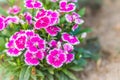 Beautiful pink flowers Background of blooming Snowfire, China Doll, China Pink flower, pink Dianthus flowers (Dianthus chinensis) Royalty Free Stock Photo