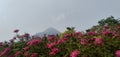 Beautiful pink flowers with the background of Mount Penanggungan Mojokerto, East Java, Indonesia Royalty Free Stock Photo