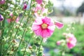 Beautiful pink flowers background nature. Royalty Free Stock Photo