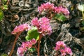 Beautiful pink flowers of Bergenia crassifolia Royalty Free Stock Photo