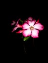 Beautiful pink flowers blooming in dark night, nature photography, night shoot in flash light