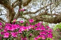 Beautiful pink flowers blooming in the garden. Royalty Free Stock Photo