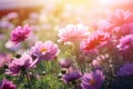 Beautiful pink flowers blooming garden outdoors park natural beauty summer meadows idyllic peaceful background wallpaper