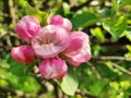 Beautiful Pink Flowers Blooming in Spring at Appletree