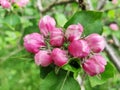 Beautiful Pink Flowers Blooming in Spring at Appletree