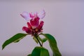 Beautiful pink flowers blooming with a white background.