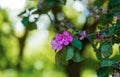 Beautiful pink flowers of blossom apple tree in spring time. Royalty Free Stock Photo
