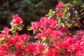 Beautiful pink flowers of blossoming azalea or rhododendron in Keukenhof royal garden in spring, natural floral background Royalty Free Stock Photo