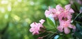 Beautiful pink flowers on blur green nature background Royalty Free Stock Photo