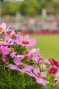 Beautiful pink flowers with blurry trees and garden as background