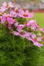 Beautiful pink flowers with blurry trees and garden as background