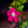 beautiful pink flowers with Bokeh background. Aesthetic, beautiful, focused, focus. Pink, nature, macro photography, natural. Royalty Free Stock Photo