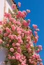 Beautiful pink flowers of bougainvillea on the facade 1690447672659 3