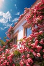 Beautiful pink flowers of bougainvillea on the facade 1690447672659 8