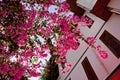 Beautiful pink flowers Bougainvillea in Street of old town Kaleici in Antalya Royalty Free Stock Photo