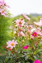 Beautiful pink flowers with a bright sky as background