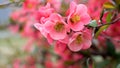 pink flowers with buds bloomed on a bush in early spring