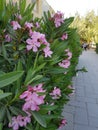 Beautiful pink flowers on the campus of the University of Cyprus Royalty Free Stock Photo