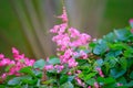 Beautiful pink flowers and chameleon animal in garden with natural green background