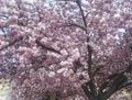 Beautiful pink flowers in cherry tree, blossoming in spring Royalty Free Stock Photo