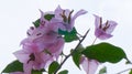 Beautiful pink flowers close up at \