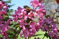 Beautiful pink flowers of crab apple tree. Beautiful blooming spring tree Royalty Free Stock Photo