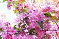 Beautiful pink flowers of crab apple tree. Beautiful blooming spring tree Royalty Free Stock Photo