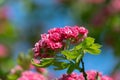 Beautiful pink flowers of Crataegus laevigata, close-up. Spring bloom. Floral background. Midland hawthorn Royalty Free Stock Photo