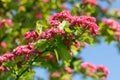 Beautiful pink flowers of Crataegus laevigata, close-up. Spring bloom. Floral background. Midland hawthorn Royalty Free Stock Photo