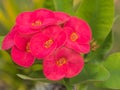 Beautiful pink flowers of Crown of Thorns or Christ Thorn close-up(Euphorbia milli Desmoul)