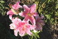 Beautiful pink flowers in a dacha garden