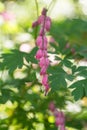 Beautiful pink flowers of Dicentra gorgeous, or flower of a bleeding heart, in sunny spring day. Close-up. Selected focus, shallow Royalty Free Stock Photo